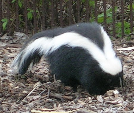 Skunk Question Image