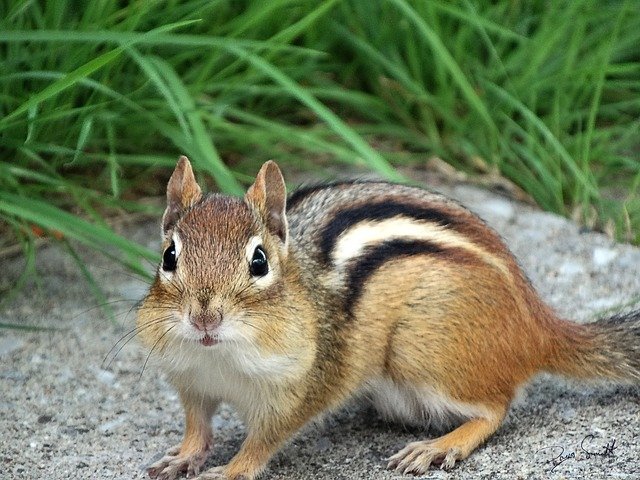 chipmunk-2192456_640 Question Image