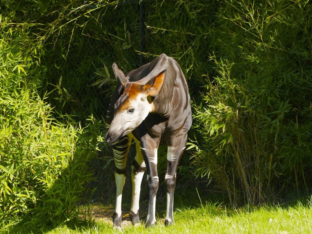 okapi-1721087_1280 Question Image